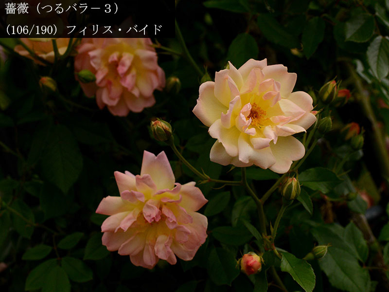 %_tempFileName106-r5167-20260508-0570%