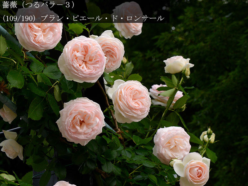 %_tempFileName109-r5416-20260508-1351%