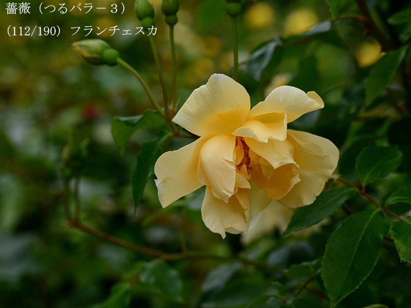 %_tempFileName112-r5467-20260506-1518%