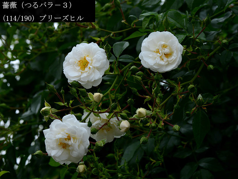 %_tempFileName114-r5478-20260523-1625%