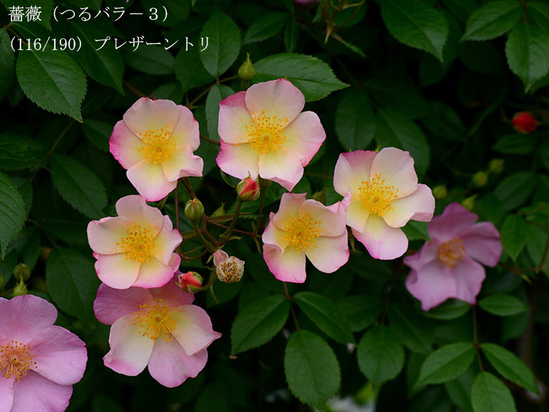 %_tempFileName116-r5695-20260506-1675%