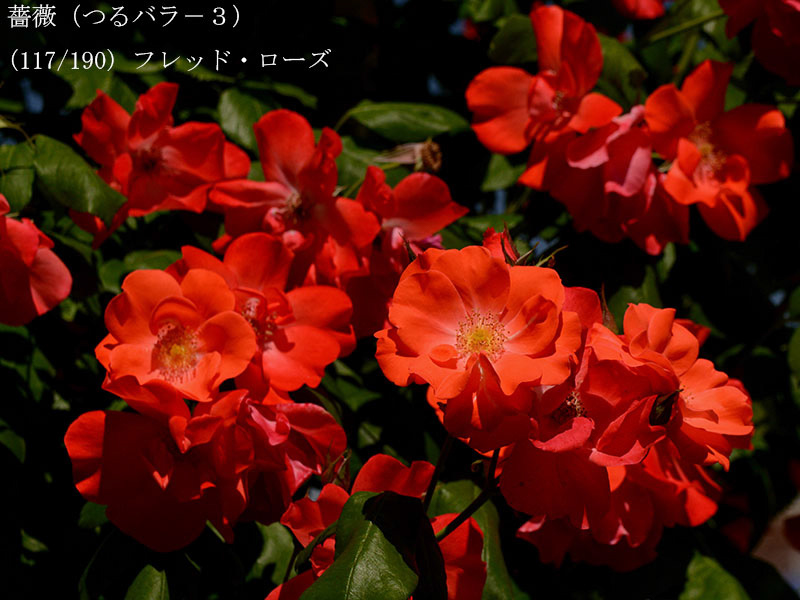 %_tempFileName117-r5729-20260517-0941%
