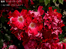 %_tempFileName084-r4219-20260524-0406%