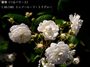 %_tempFileName086-r4229-20260517-1180%