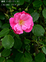 %_tempFileName093-r4641-20260506-1487%