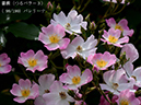 %_tempFileName098-r4733-20260508-1338%