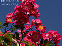 %_tempFileName100-r4807-20260526-0983%