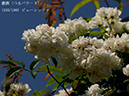 %_tempFileName103-r4933-20260517-1130%