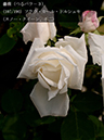 %_tempFileName107-r5338-20260524-0505%