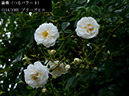 %_tempFileName114-r5478-20260523-1625%