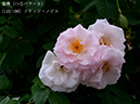 %_tempFileName115-r5502-20260523-1644%