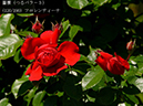%_tempFileName120-r5797-20260517-0398%