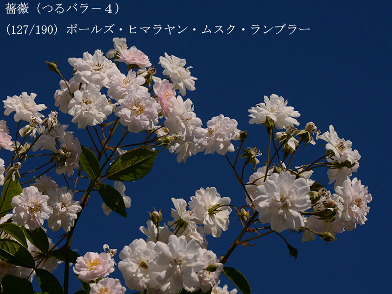 %_tempFileName127-r6071-20260530-2363%