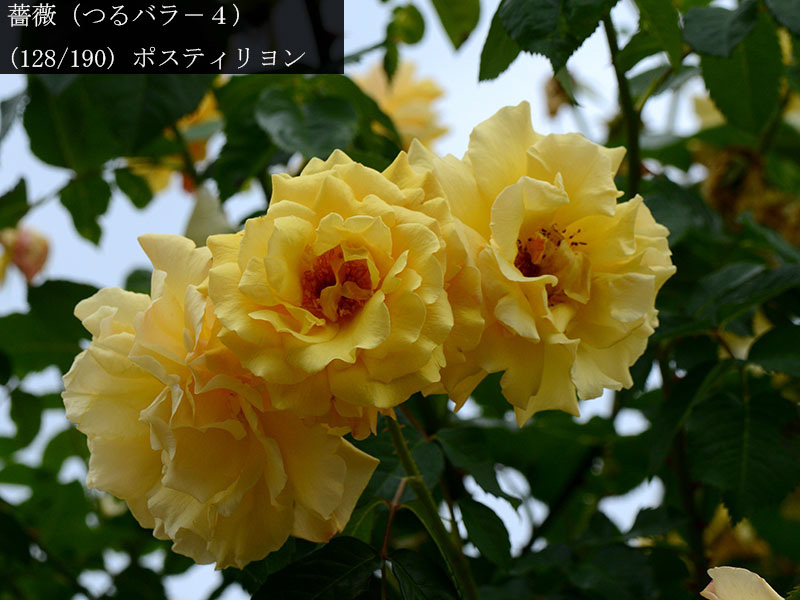 %_tempFileName128-r6086-20260523-1815%