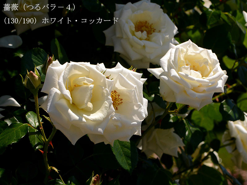 %_tempFileName130-r6190-20260517-1201%