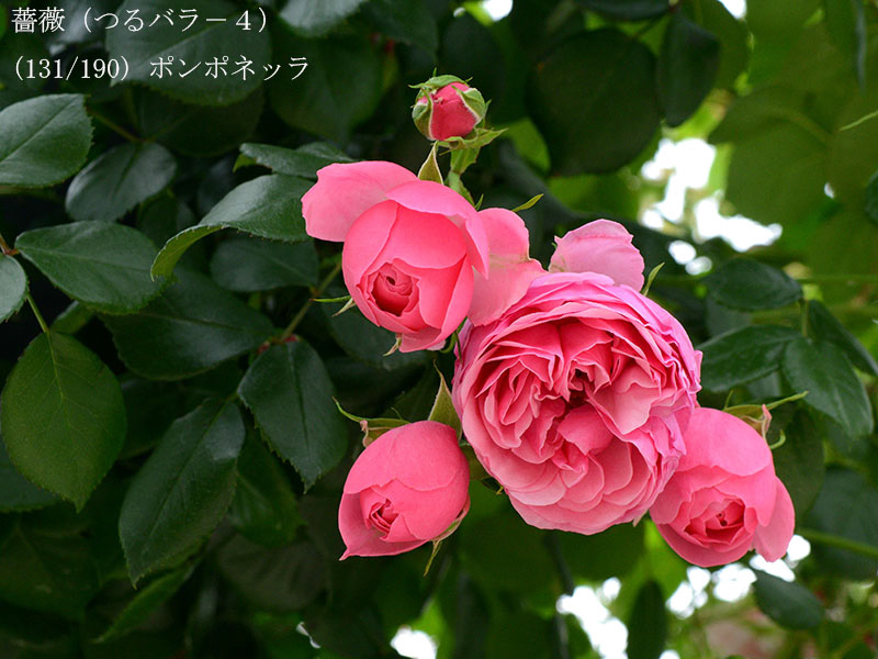 %_tempFileName131-r6255-20260508-0291%