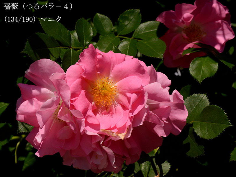 %_tempFileName134-r6563-20260517-0852%