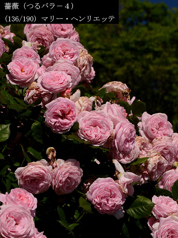 %_tempFileName136-r6623-20260517-0426%