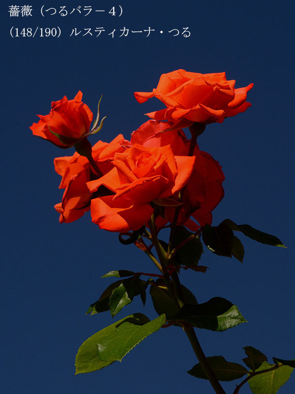 %_tempFileName148-r7477-20260517-0847%