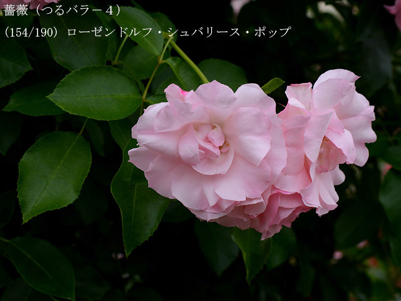 %_tempFileName154-r7853-20260523-1669%