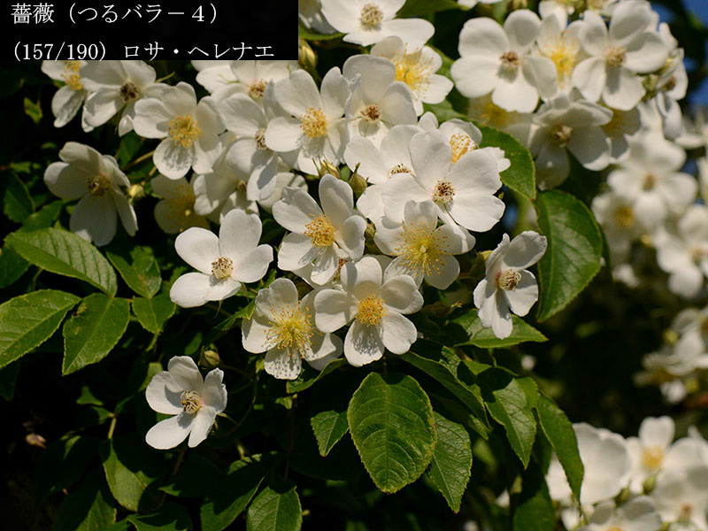 %_tempFileName157-r8057-20260530-2357%