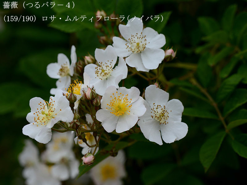 %_tempFileName159-r8083-20260506-0102%