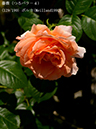 %_tempFileName129-r6145-20260517-0977%