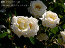 %_tempFileName130-r6190-20260517-1201%