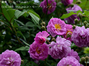 %_tempFileName135-r6568-20260508-0317%