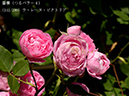 %_tempFileName141-r7170-20260519-0612%