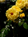 %_tempFileName149-r7482-20260517-0798%