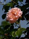 %_tempFileName156-r7903-20260516-0431%