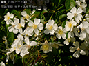 %_tempFileName158-r8081-20260530-2375%