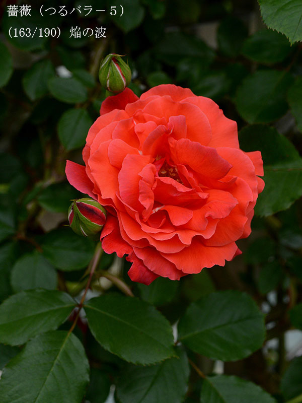 %_tempFileName163-r8285-20260506-1641%