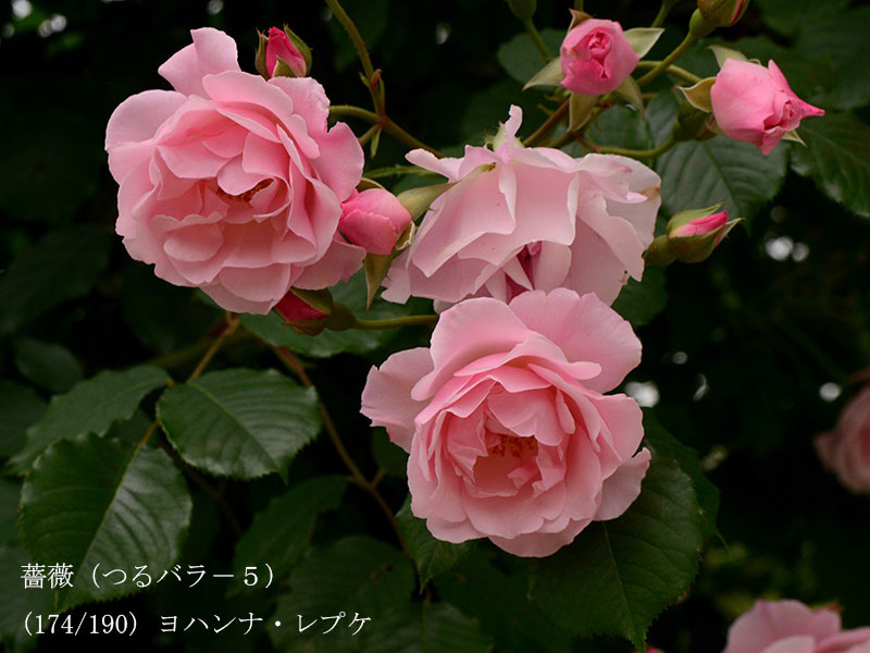 %_tempFileName174-r8643-20260508-0619%