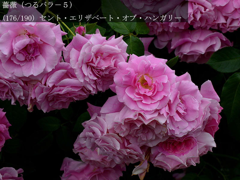 %_tempFileName176-r8789-20260523-1881%