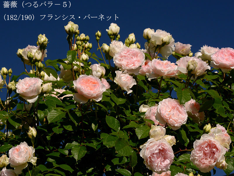 %_tempFileName182-r9250-20260517-0469%