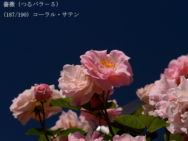 %_tempFileName187-r9369-20260517-1082%