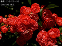 %_tempFileName166-r8414-20260517-0860%