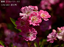 %_tempFileName170-r8542-20260517-0667%