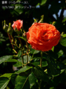 %_tempFileName175-r8646-20260517-0511%