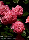 %_tempFileName181-r9241-20260517-0498%