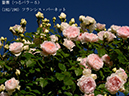 %_tempFileName182-r9250-20260517-0469%