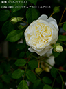 %_tempFileName184-r9355-20260523-1866%