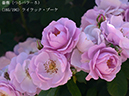 %_tempFileName185-r9356-20260517-0676%