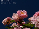 %_tempFileName187-r9369-20260517-1082%