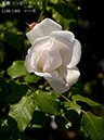 %_tempFileName188-r9398-20260517-1122%