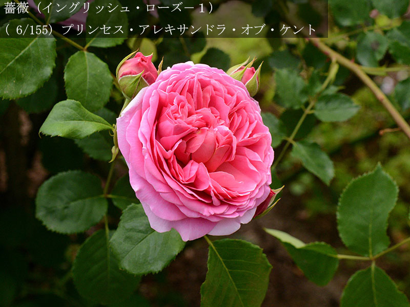 %_tempFileName006-r0451-20260513-1803%