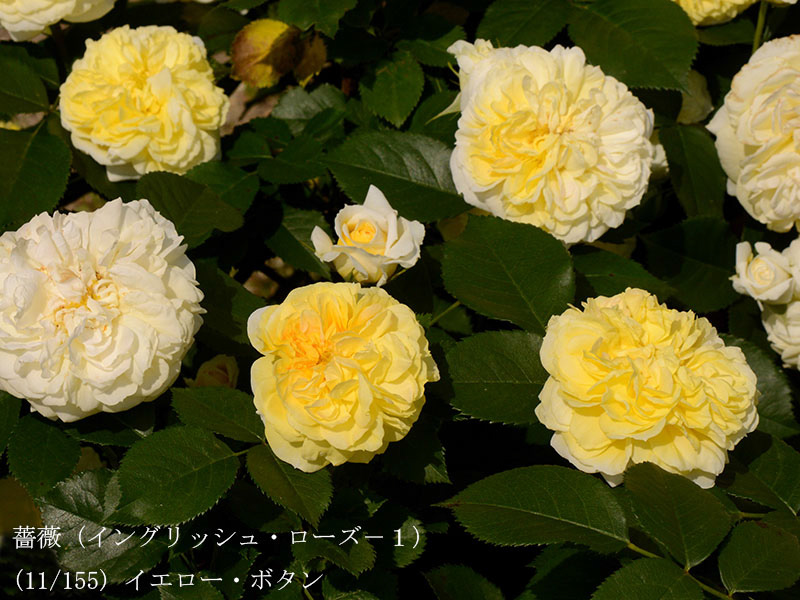 %_tempFileName011-r0621-20260513-1770%