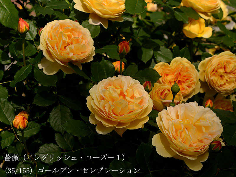 %_tempFileName035-r2111-20260512-0282%